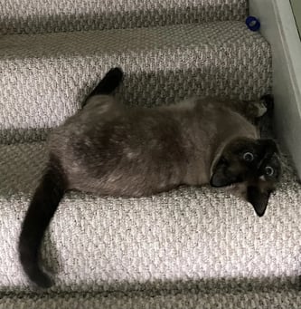 RoleCall Team - Ian Gannon 4